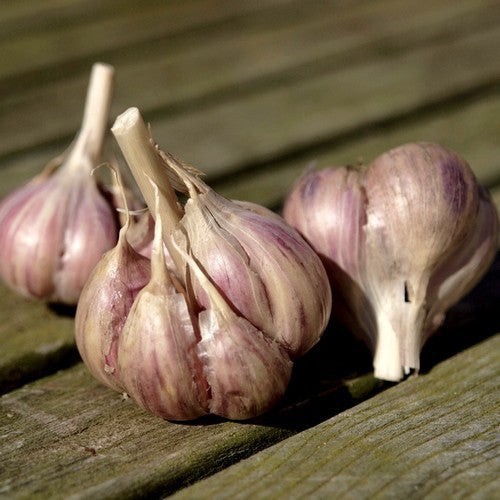 Spiraalknoflook 'Harnas'