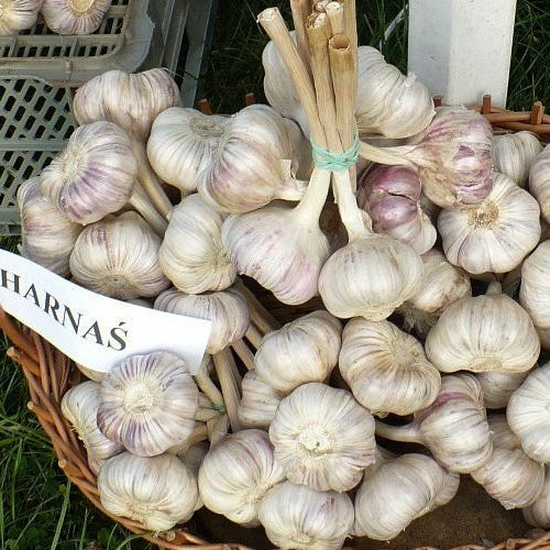 Spiraalknoflook 'Harnas'