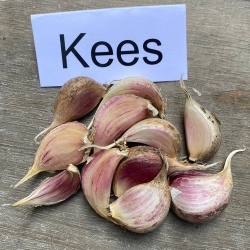 Spiraalknoflook 'Kees'