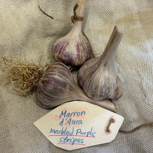 Spiraalknoflook 'Marron d'Aura'