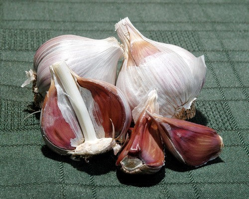 Spiral garlic 'Maxatawny'