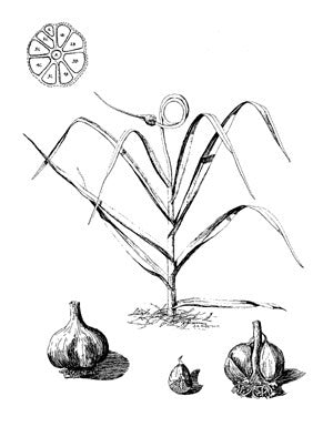 Spiral garlic 'Maxatawny'