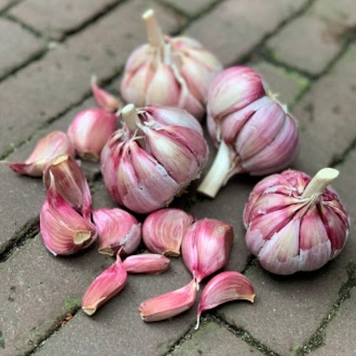SPIRAL GARLIC 'Morado de Pedronera' / "The Spanish Rose de
