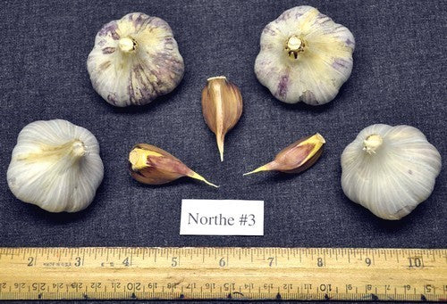 Spiraalknoflook 'Northe '3'