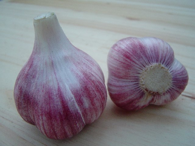 Spiral garlic 'Oosterdel'