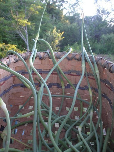 Spiral garlic 'Oosterdel'