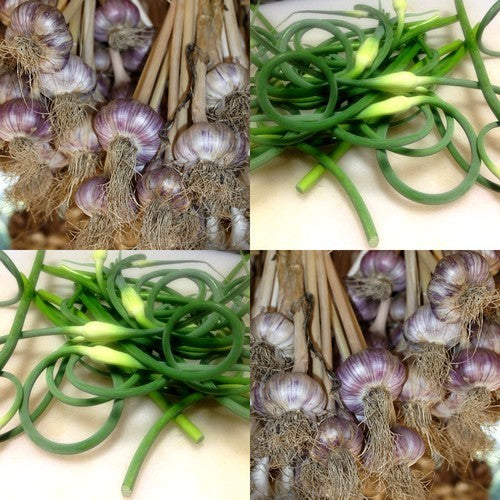 Spiraalknoflook 'Ophio'