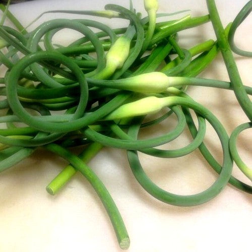 Spiraalknoflook 'Ophio'