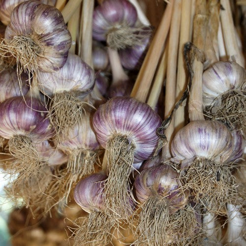 Spiraalknoflook 'Ophio'