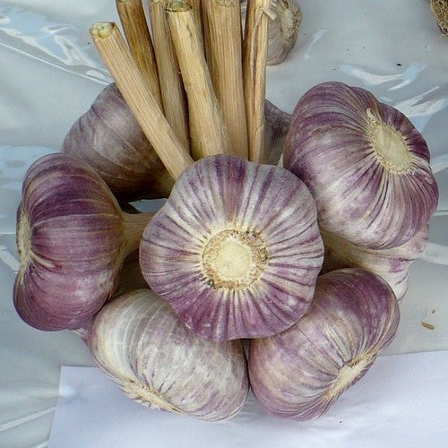 Spiraalknoflook 'Ornak'