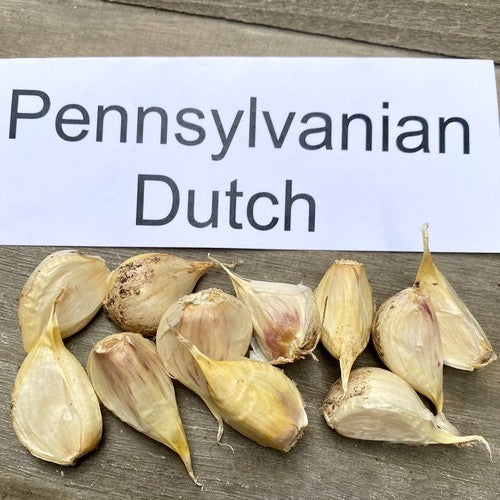 Spiraalknoflook 'Pennsylvania Dutch'