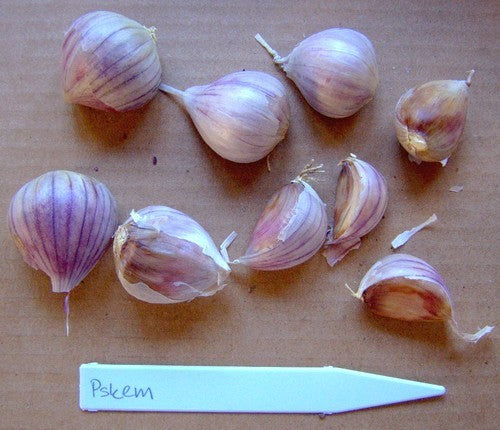 Spiraalknoflook 'Pskem'