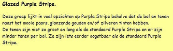 Spiraalknoflook 'Purple Glazer'