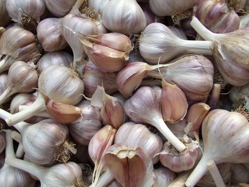 Spiraalknoflook 'Purple Glazer'