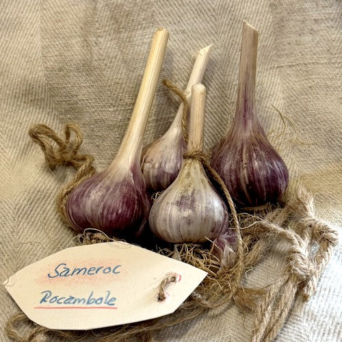 Spiraalknoflook 'Sameroc'