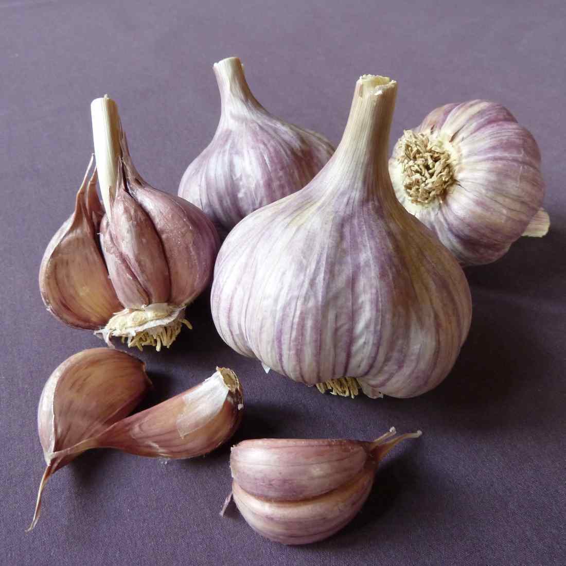 Spiraalknoflook 'Siberian'