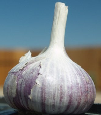 Spiraalknoflook 'Siberian'