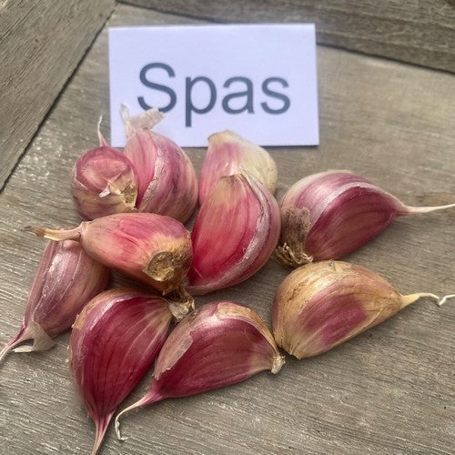 Spiraalknoflook 'Spas' / 'Spa'S''