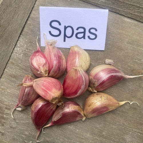Spiraalknoflook 'Spas' / 'Spa'S''