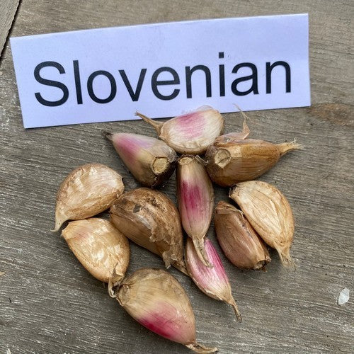 Spiraalknoflook 'Slovenian'