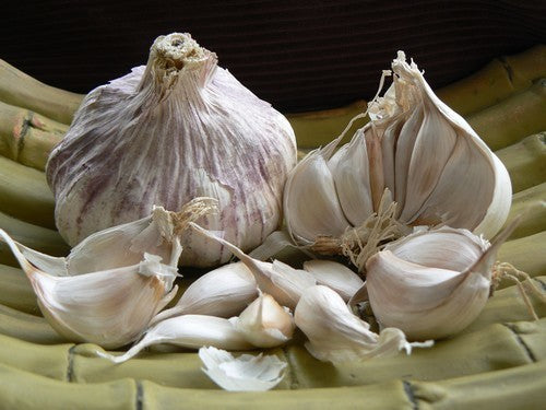 Garlic chives 'Sprint' / 'Garpek' / 'Primor'