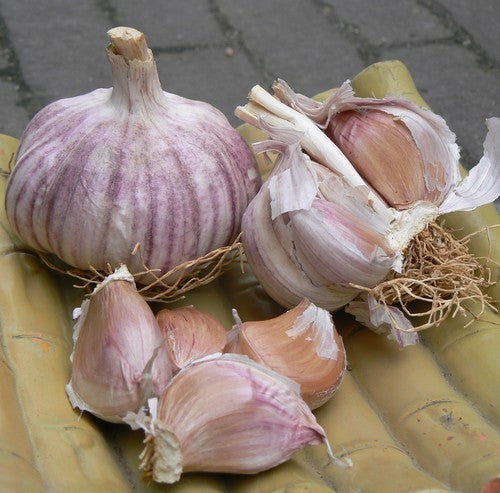 Garlic chives 'Sprint' / 'Garpek' / 'Primor'
