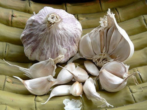 Garlic chives 'Sprint' / 'Garpek' / 'Primor'