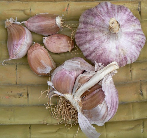 Garlic chives 'Sprint' / 'Garpek' / 'Primor'