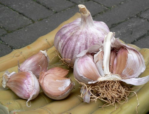 Garlic chives 'Sprint' / 'Garpek' / 'Primor'