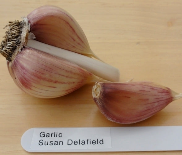 Corkscrew Garlic 'Susan Delafield'