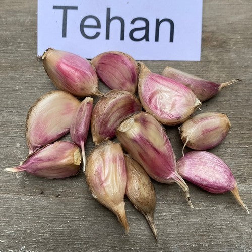 Spiraalknoflook 'Tehan'