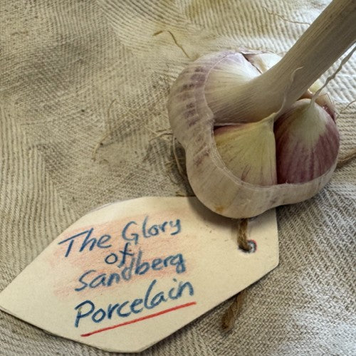 Spiraalknoflook 'The Glory of Sandberg'