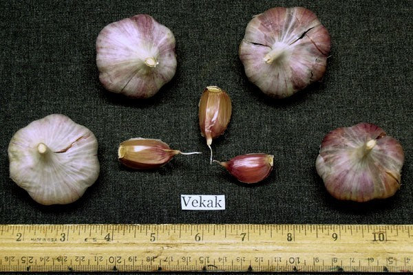 Garlic chives 'Vekak' / ('Vekan')