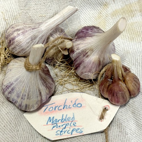 Spiraalknoflook 'Torchido'