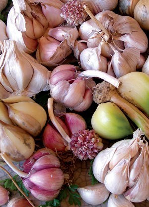 Collectie Knoflook Ail de France