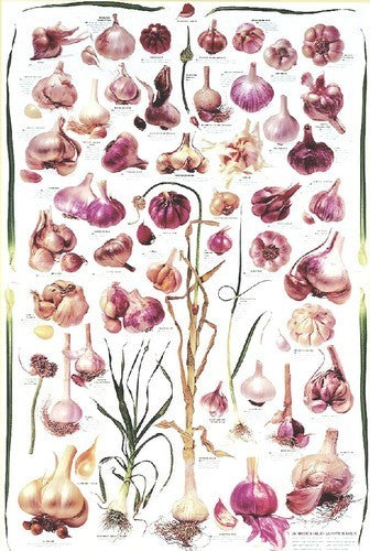 Collectie Knoflook Wereldcollectie
