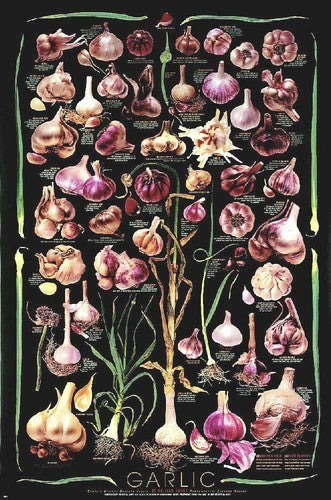 Collectie Knoflook Wereldcollectie