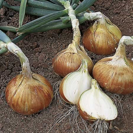 Gele Plantuitjes Overwinterend 'Troy' / 'Radar'