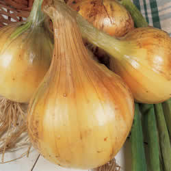 Gele Plantuitjes Overwinterend 'Troy' / 'Radar'