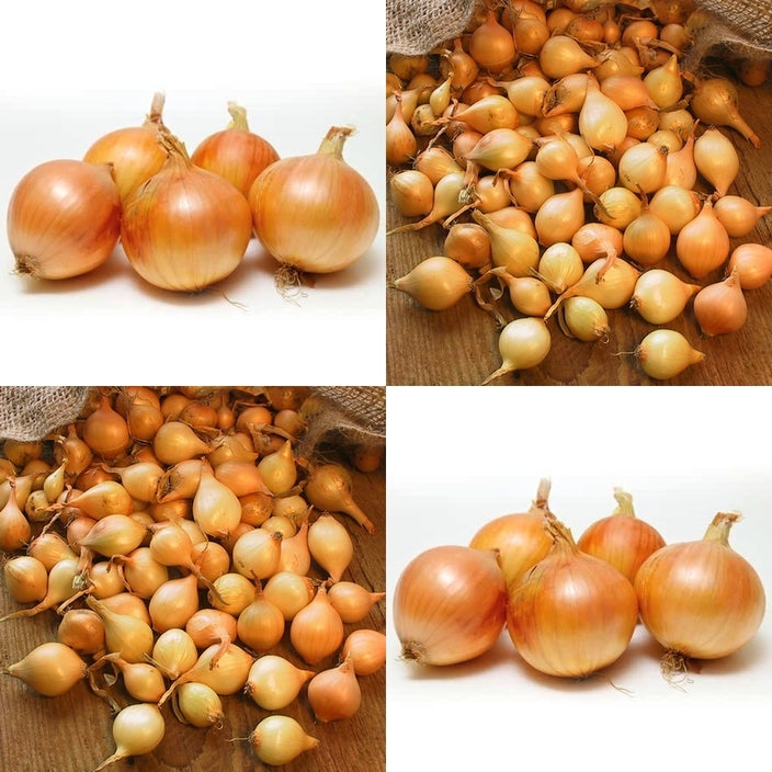 Vegetables and Fruits
