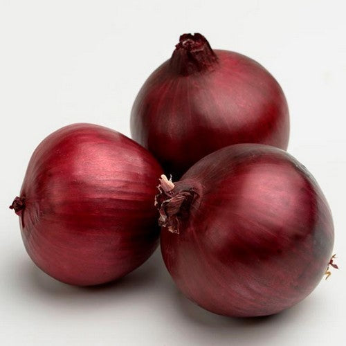 Rode Plantuitjes Overwinterend 'Red Radiant' / 'Rote Winter'
