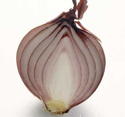 Biologische Rode Plantuitjes 'Red Baron' / 'Kamal'