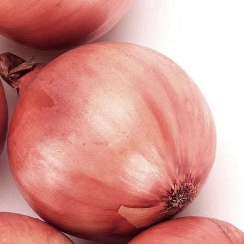 Pink Planting Onions 'Rosanna' / 'Ptushjka' / Type 'Rosé de Roscoff'