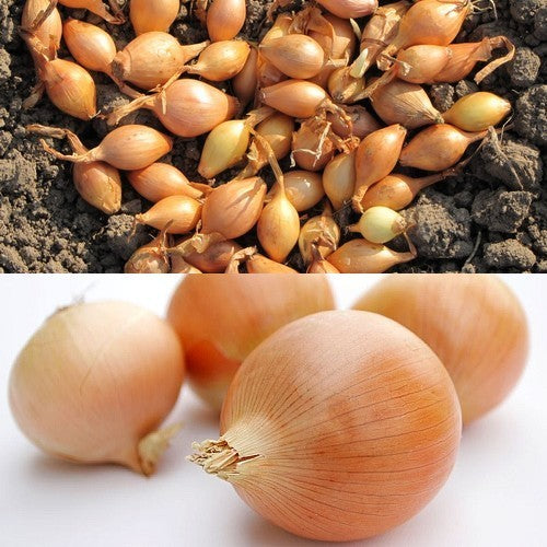 Gele Plantuitjes 'Centurion'
