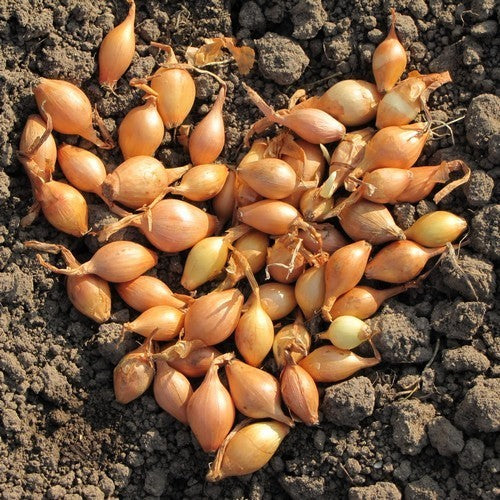 Gele Plantuitjes 'Centurion'
