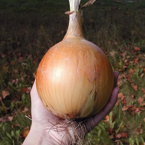 Gele Plantuitjes 'Centurion'