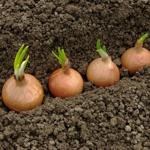 Gele Plantuitjes 'Hoekse Gele'