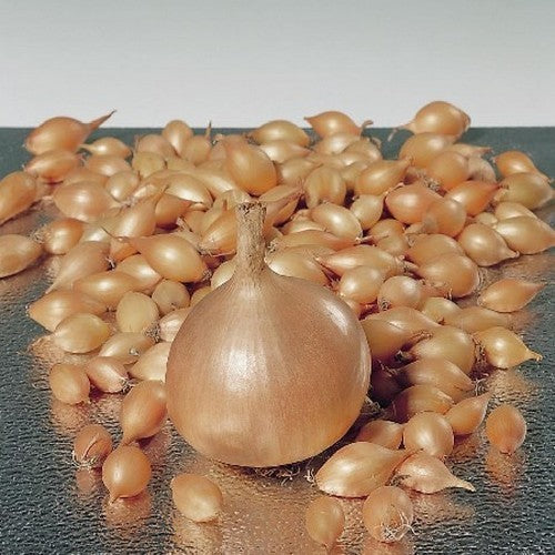 Gele Plantuitjes 'Forum'