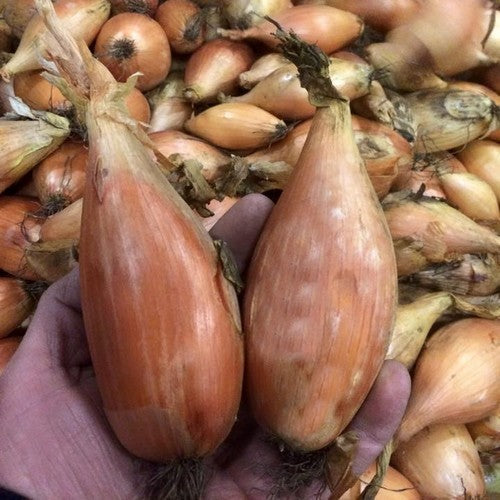 Gele Langwerpige Plantuitjes 'Birnformige'