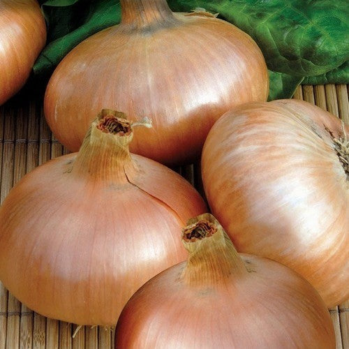 Yellow Onion Sets 'Jaune Paille des Vertus'